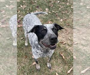 Bull Terrier-Unknown Mix Dogs for adoption in Lee's Summit, MO, USA