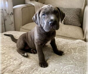Chinese Shar-Pei-Neapolitan Mastiff Mix Dogs for adoption in Fenton, MO, USA