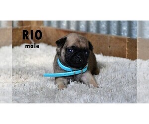 Pug Puppy for Sale in CLARE, Michigan USA