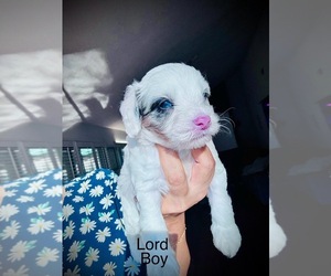 Aussie-Poo Puppy for sale in PLEASANT HILL, CA, USA