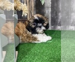 Small #3 Shih Tzu