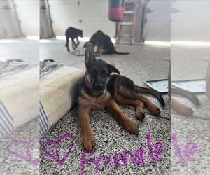German Shepherd Dog Puppy for Sale in DIGHTON, Massachusetts USA