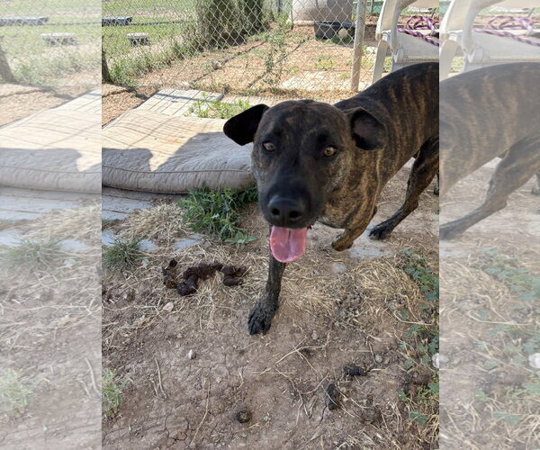 Medium Photo #2 Mutt Puppy For Sale in Amarillo, TX, USA