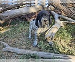 Small #1 German Shorthaired Pointer