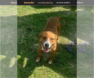 English Foxhound-Unknown Mix Dogs for adoption in Benton, PA, USA
