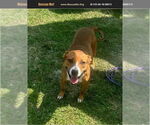 Small English Foxhound Mix