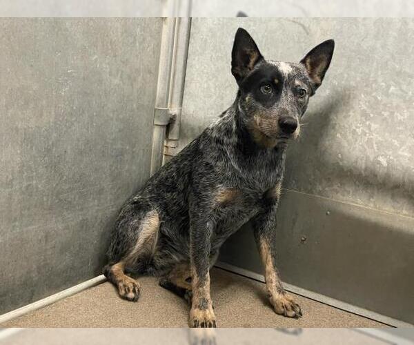 Medium Photo #1 Texas Heeler Puppy For Sale in HESPERIA, CA, USA
