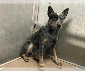 Texas Heeler Dogs for adoption in HESPERIA, CA, USA