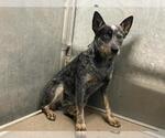 Small Texas Heeler