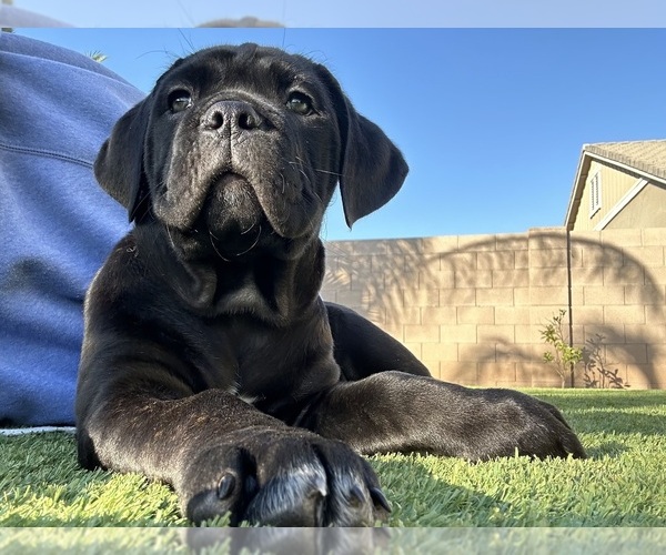 Medium Photo #9 Cane Corso Puppy For Sale in QUEEN CREEK, AZ, USA