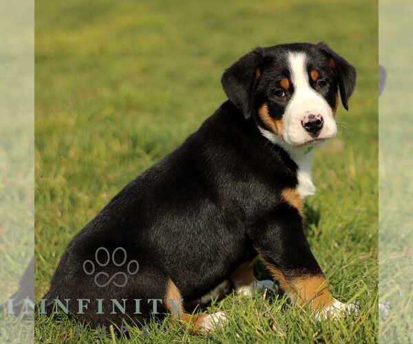 Medium Photo #4 Greater Swiss Mountain Dog Puppy For Sale in RONKS, PA, USA