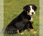 Small #3 Greater Swiss Mountain Dog
