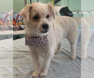 Maltese-Unknown Mix Dogs for adoption in Orange, CA, USA