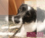 Small Photo #4 Border Airedale Puppy For Sale in Marina del Rey, CA, USA