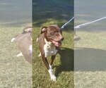 Small Photo #10 American Pit Bull Terrier-Unknown Mix Puppy For Sale in Rustburg, VA, USA