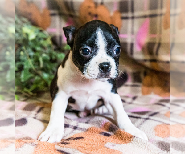 Medium Photo #9 Boston Terrier Puppy For Sale in WAKARUSA, IN, USA