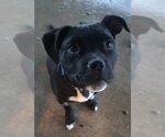 Small Photo #1 Bullboxer Pit Puppy For Sale in Visalia, CA, USA