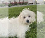 Small #1 Coton de Tulear
