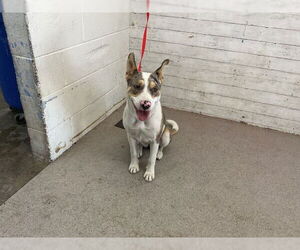 Mutt Dogs for adoption in San Bernardino, CA, USA