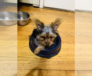 Yorkshire Terrier Puppy for sale in STATEN ISLAND, NY, USA