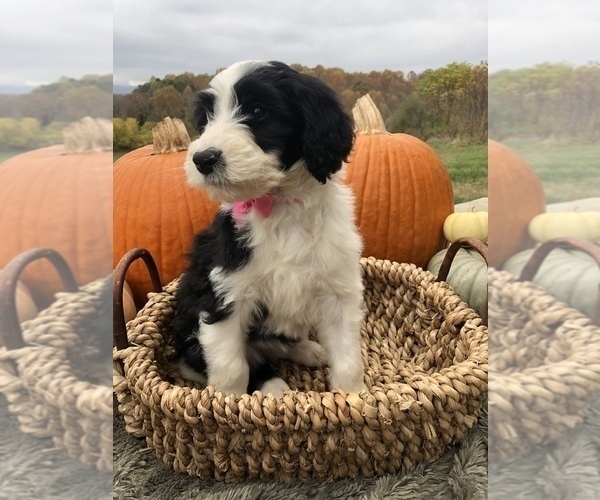 Medium Photo #1 Sheepadoodle Puppy For Sale in NATURAL BRG, VA, USA