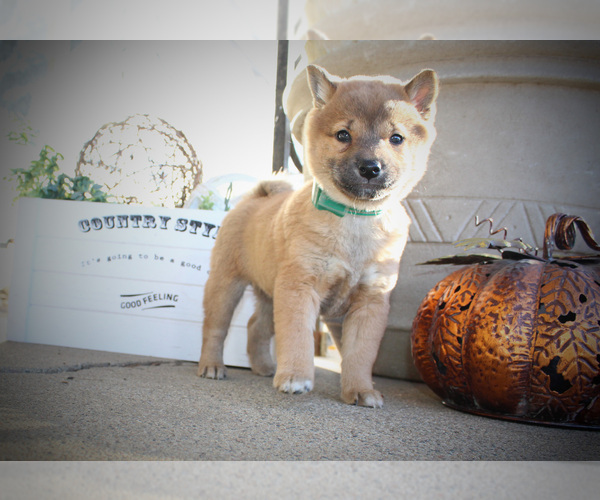 Medium Photo #2 Shiba Inu Puppy For Sale in CANTON, SD, USA