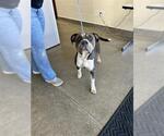BACON - Female Mutt Dog for Adoption - Small photo