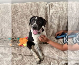 Labrador Retriever-Unknown Mix Dogs for adoption in Plainfield, IL, USA