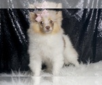 Small #7 Pomeranian