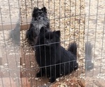 Small #3 Pomeranian