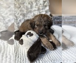 Small #16 Bernedoodle