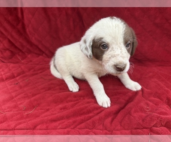 Medium Photo #35 Borador Puppy For Sale in MARION, VA, USA