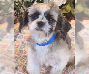 Shih Tzu Dogs for adoption in Bon Carbo, CO, USA