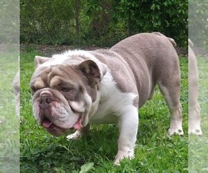 Father of the Bulldog puppies born on 04/01/2021