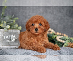 Puppy Mallory Poodle (Miniature)