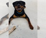 Small #1 Rottweiler