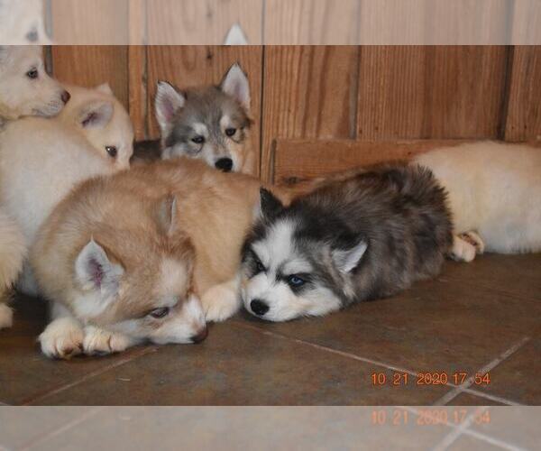 Medium Photo #8 Siberian Husky Puppy For Sale in DINWIDDIE, VA, USA