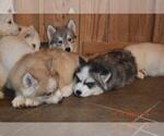 Small Photo #8 Siberian Husky Puppy For Sale in DINWIDDIE, VA, USA