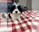Small Photo #7 Cavapoo Puppy For Sale in RICHMOND, IL, USA
