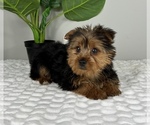 Small Photo #2 Yorkshire Terrier Puppy For Sale in FRANKLIN, IN, USA