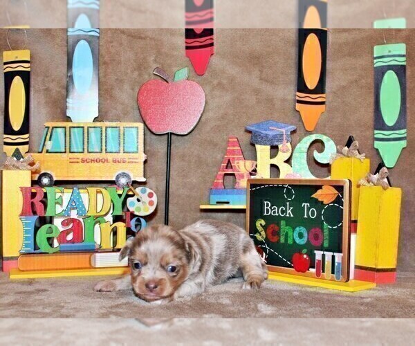 Medium Photo #8 Chihuahua Puppy For Sale in CHARLESTON, AR, USA