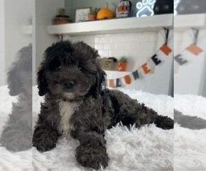 Cockapoo Puppy for sale in INDIANAPOLIS, IN, USA