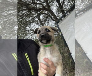 Great Pyrenees-Unknown Mix Dogs for adoption in Oak Bluffs, MA, USA