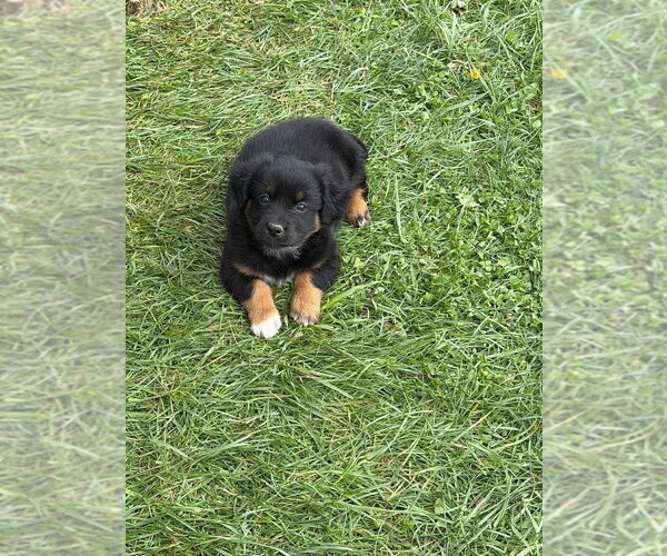 Medium Photo #3 Australian Shepherd-Unknown Mix Puppy For Sale in Aurora, IN, USA