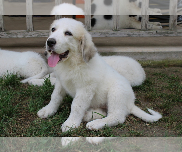 Medium Photo #11 Great Pyrenees Puppy For Sale in WILLS POINT, TX, USA