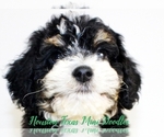 Small Photo #6 Australian Labradoodle-Miniature Bernedoodle Mix Puppy For Sale in HOUSTON, TX, USA