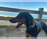 Small #1 Doberman Pinscher