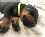 Small Photo #32 Doberman Pinscher Puppy For Sale in MACUNGIE, PA, USA