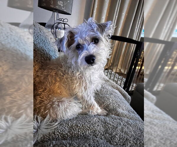 Medium Photo #2 Cairn Terrier-Unknown Mix Puppy For Sale in Chandler, AZ, USA