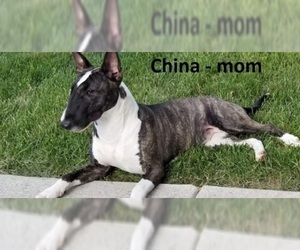 Mother of the Bull Terrier puppies born on 02/09/2019